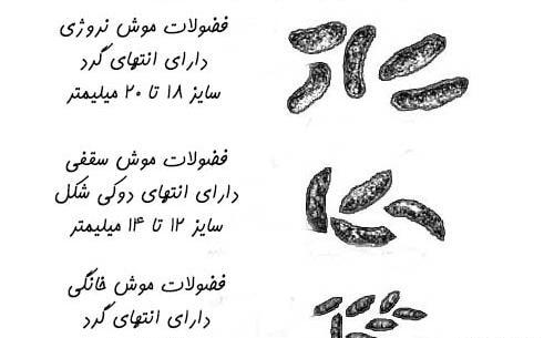 عکس فضله موش و سوسک