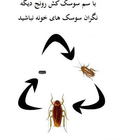 عکس فضله موش و سوسک