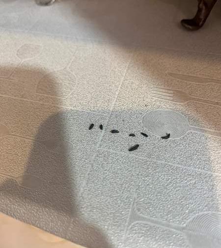 عکس فضله موش و سوسک