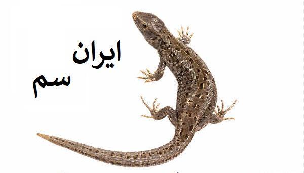 عکس سوسک مارمولکی