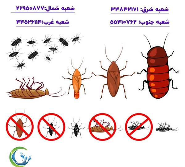 عکس سوسک مارمولکی