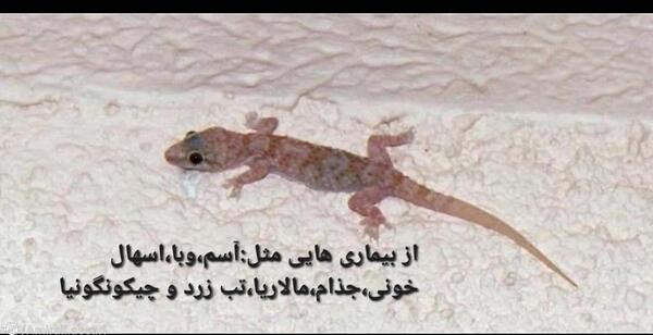 عکس سوسمار خانگی