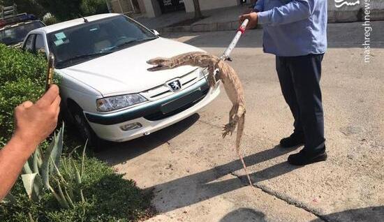 عکس سوسمار بزرگ