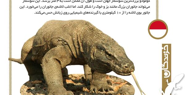 عکس سوسمار بزرگ