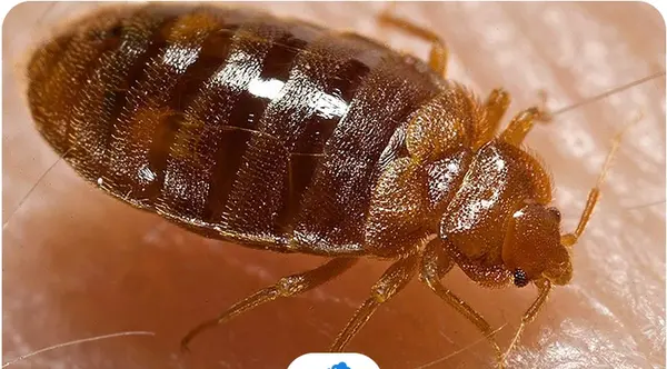 عکس جای نیش سوسک