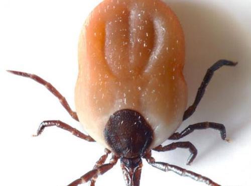 عکس سوسک نیش زن