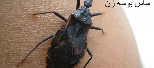 عکس سوسک نیش زن
