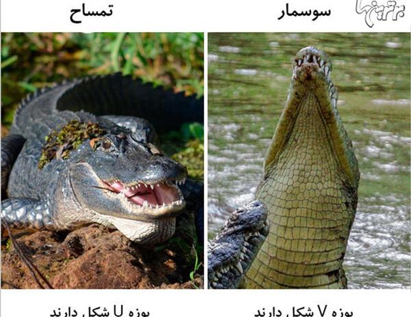 عکس سوسمار و تمساح