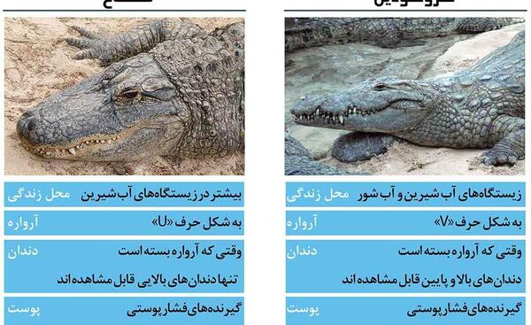 عکس سوسمار و تمساح