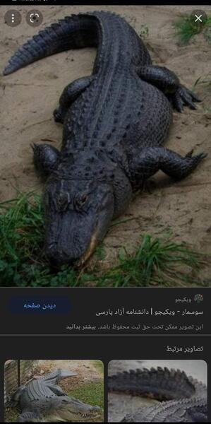 عکس سوسمار و تمساح
