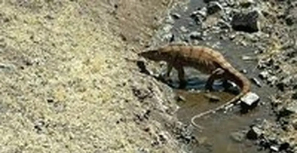 عکس سوسمار غول پیکر