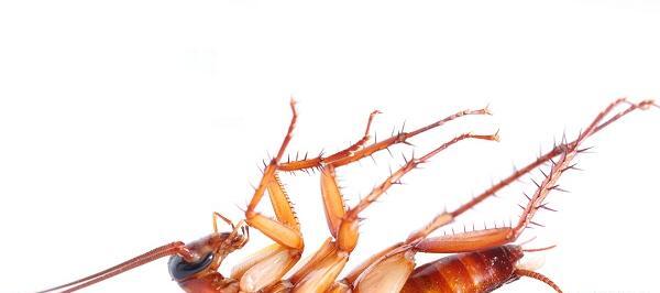 عکس سوسک مرده با اسپری