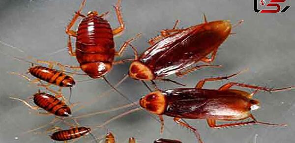 عکس سوسک مرده با اسپری