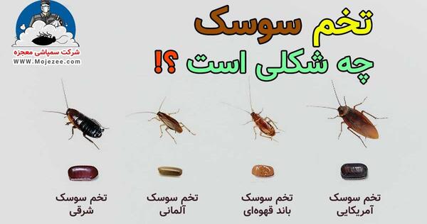 عکس سوسک ملکه واقعی
