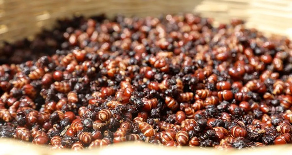 عکس سوسک ملکه بزرگ