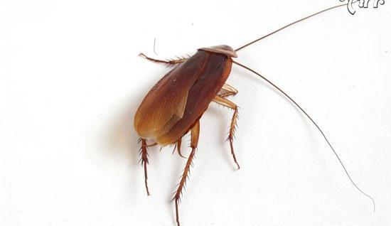عکس سوسک ملکه بزرگ