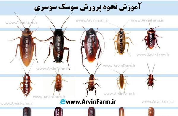 عکس سوسک مشکی بزرگ