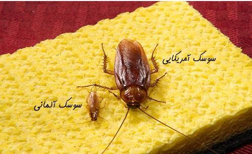 عکس سوسک نر و ماده