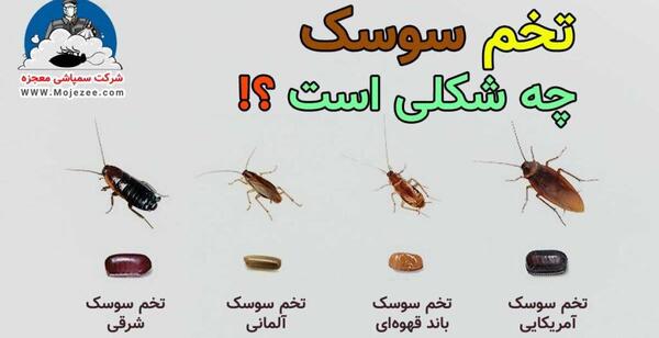 عکس های ملکه سوسک ها