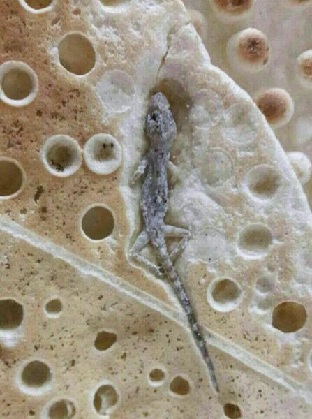 عکس سوسمار ایرانی