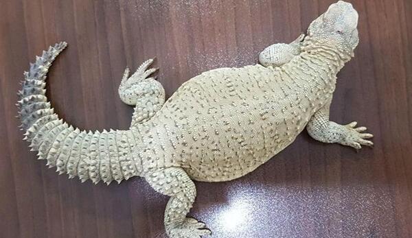 عکس سوسمار ایرانی