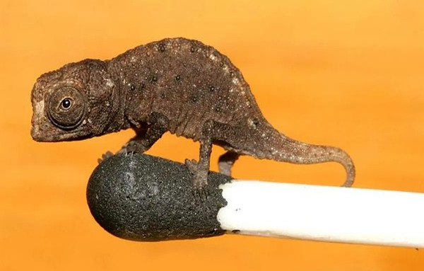 عکس سوسمار کوچک