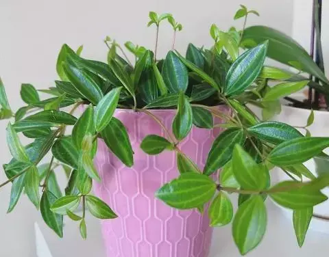 عکس گل سوسکی