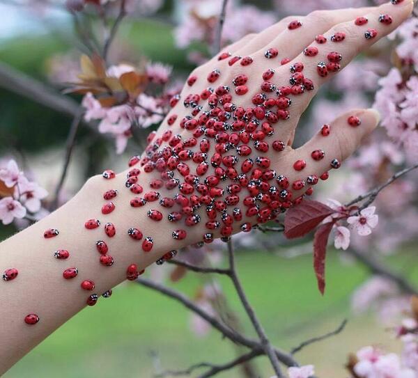 عکس گل سوسکی