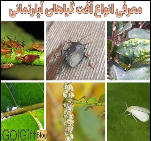 عکس گل سوسکی