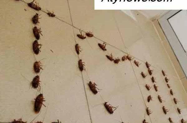 عکس گل سوسکی