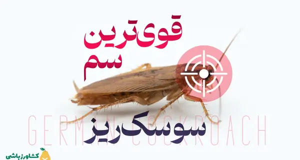 عکس سوسک گازی