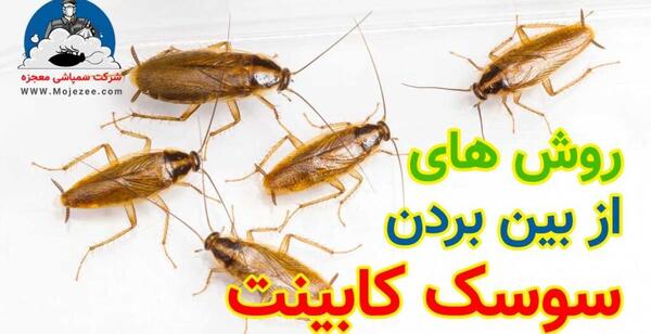 عکس سوسک گازی