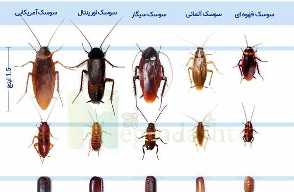 عکس سوسک گازی