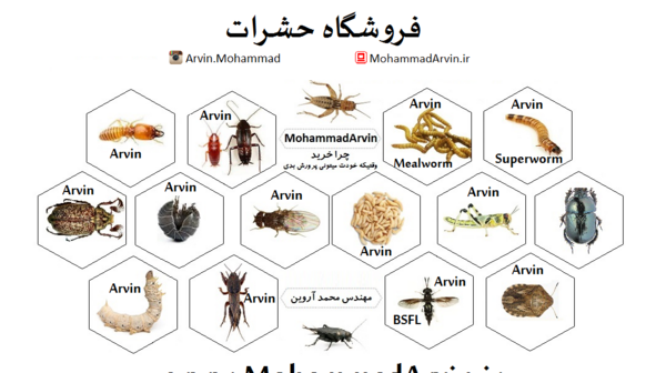 عکس سوسک گازگیر