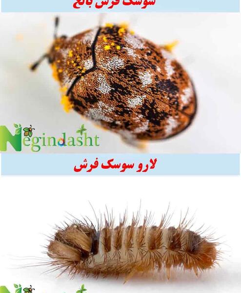 عکس جای گاز سوسک
