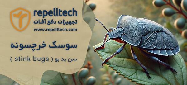 عکس کوچک ترین سوسک دنیا