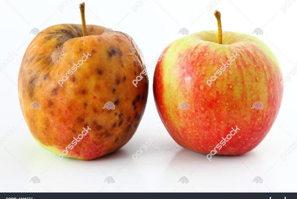 عکس سیب سیاه و سفید
