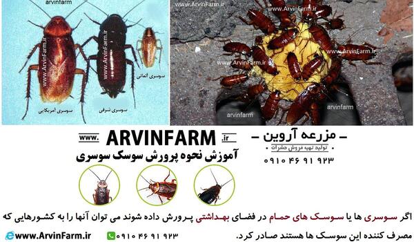 عکس سوسک های فاضلابی