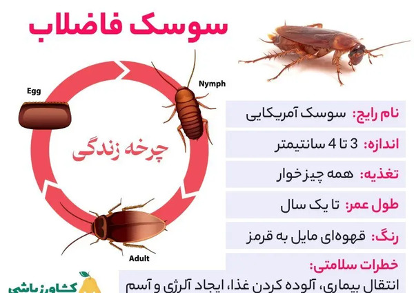عکس سوسک های فاضلابی