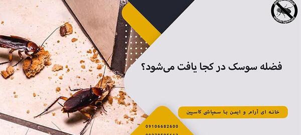 عکس مدفوع سوسک فاضلاب
