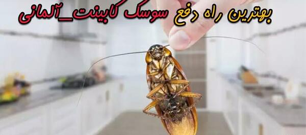 عکس مدفوع سوسک فاضلاب