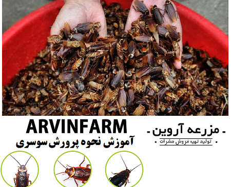 عکس مدفوع سوسک فاضلاب
