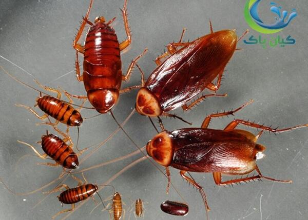 عکس مدفوع سوسک فاضلاب