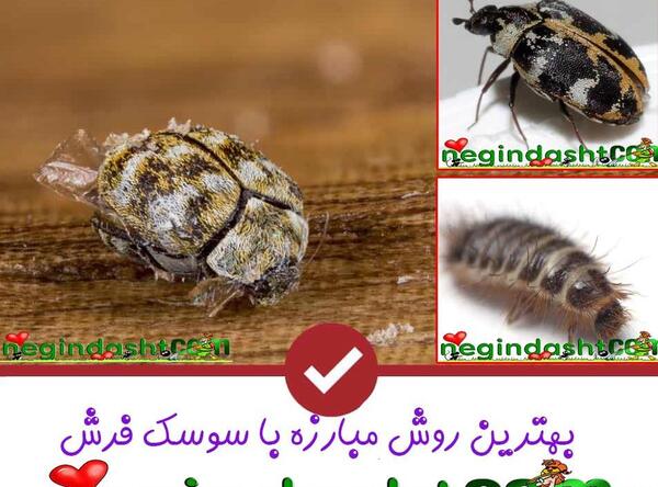 عکس تخم سوسک فرش
