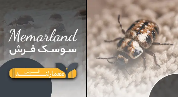 عکس تخم سوسک فرش