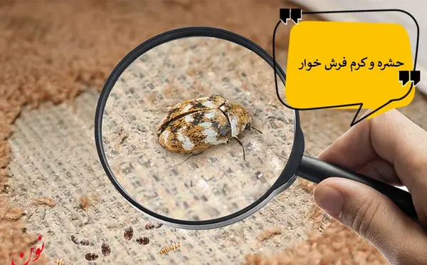 عکس تخم سوسک فرش