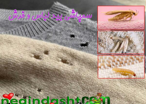 عکس تخم سوسک فرش