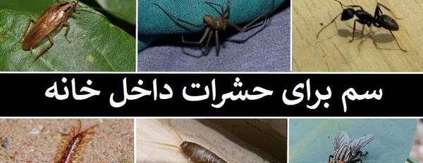 عکس تخم سوسک فرش