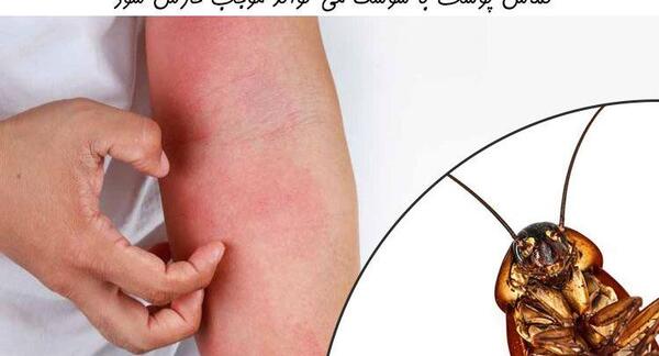 عکس سوسک در فاضلاب