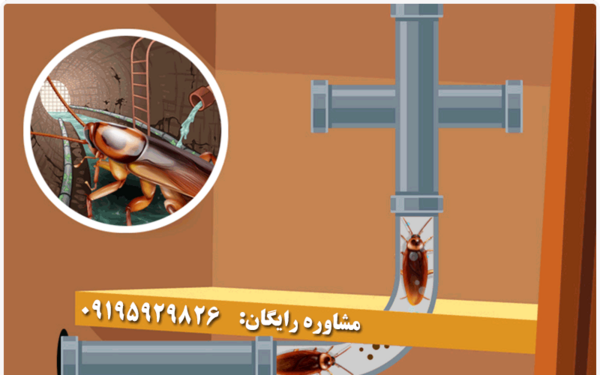 عکس سوسک در فاضلاب